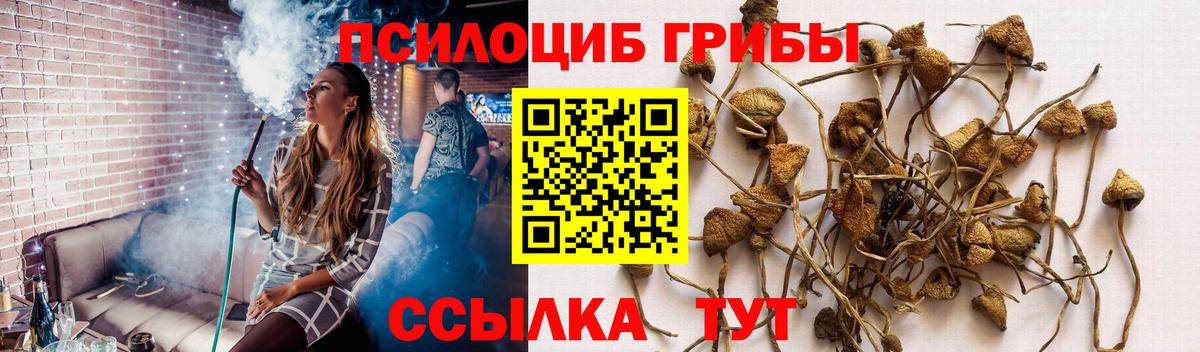 Псилоцибиновые грибы Psilocybine cubensis  Псилоцибиновые грибы Cubensis  Бердск  Вход с VPN 